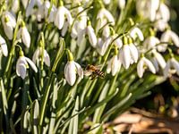 Les premières abeilles, à la recherche de nectar à basse température