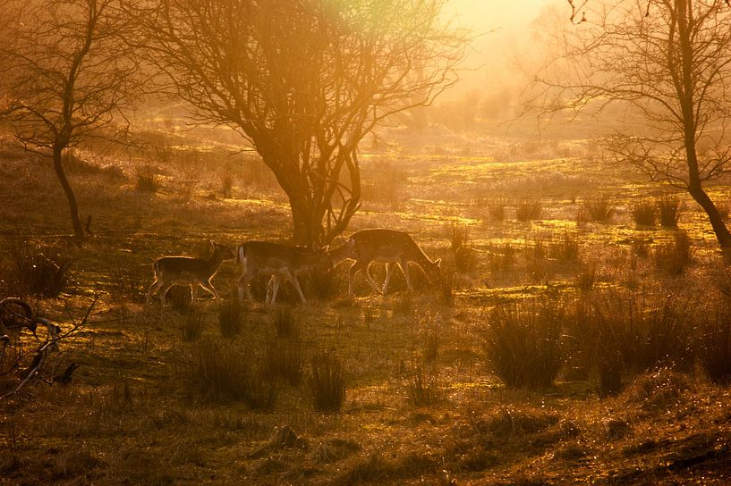 Herten in zonsondergang van Marjolijn Barten
