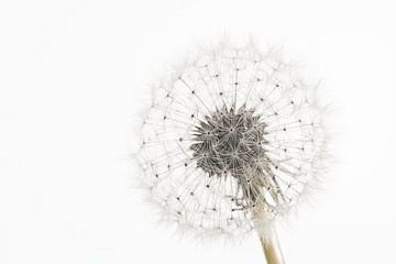 Rest: A fluffy ball of a dandelion by Marjolijn van den Berg