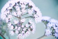 Purple Dotty bloem