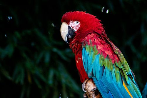 Papegaai groenvleugel