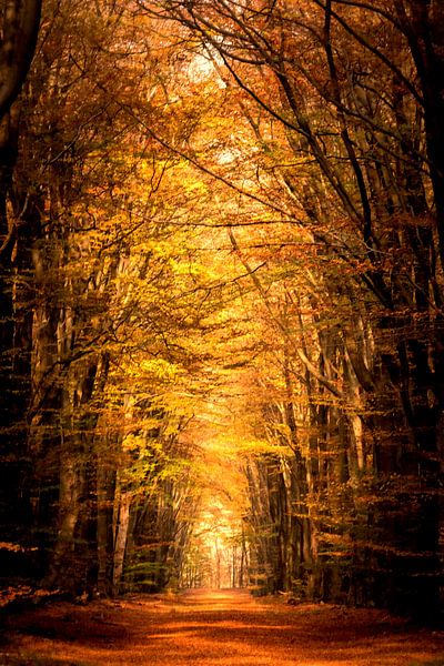 Pad door een beukenbos tijdens de herfst van Sjoerd van der Wal Fotografie