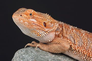 Baardagame (Pogona vitticeps) van Ronald Pol