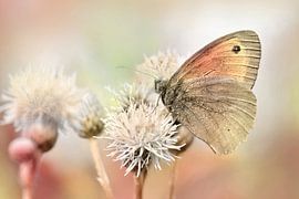 papillon