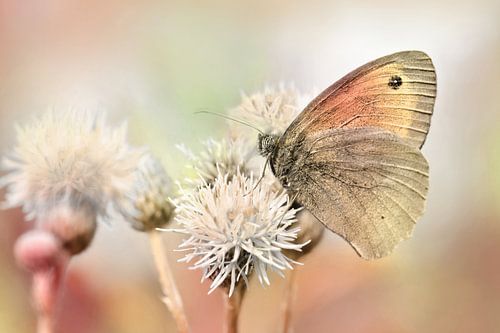 Butterfly by Violetta Honkisz