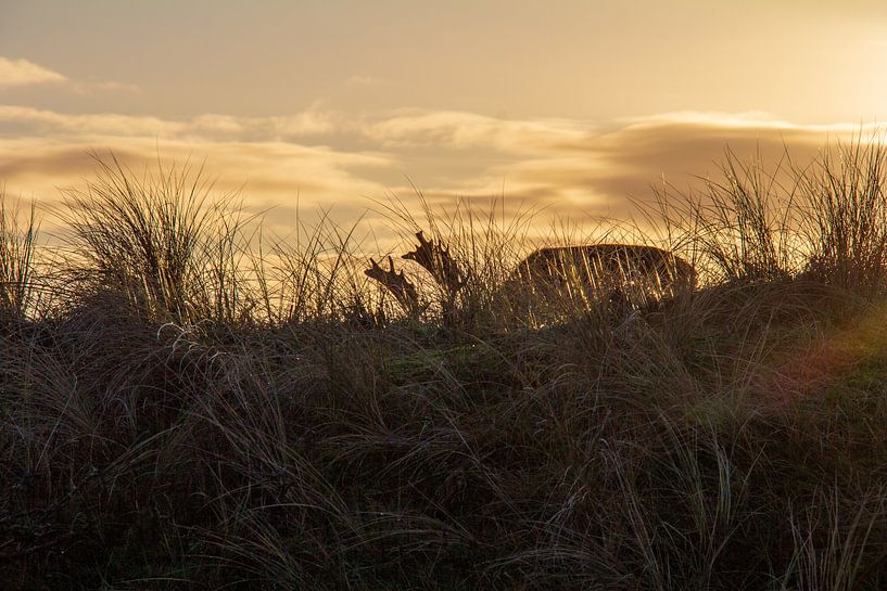 Cerf dans l'herbe des dunes par NDW
