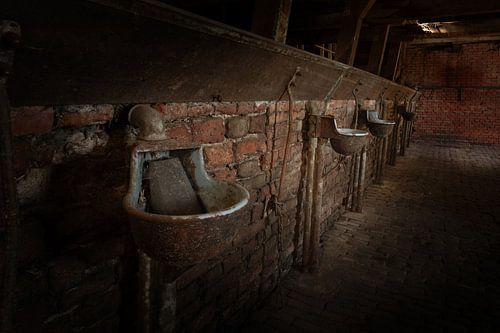 Oude verlaten koeienstal in Groningen