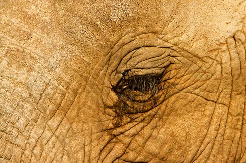 Olifant oog
