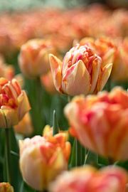 Tulipes dans le champ