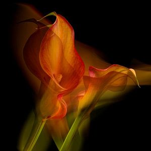 Tanzende Blumen.
