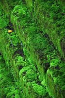 Mousse verte