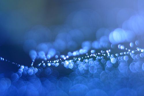 Spacy Spiderweb (spinnenweb)