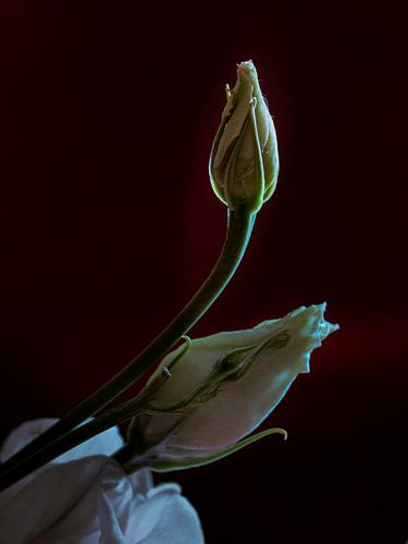 Roos in de knop
