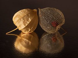 Fragile togetherness: vulnerable and fragile but still so happy together