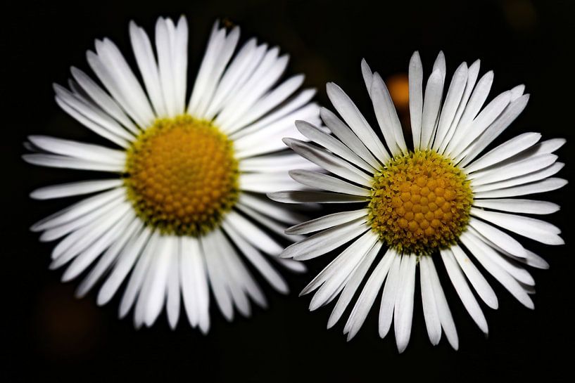 Zwei Sonnen von Anne Ponsen