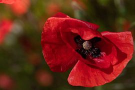 Pavot rouge