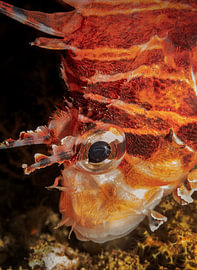 Pterois antennata von Enak Cortebeeck