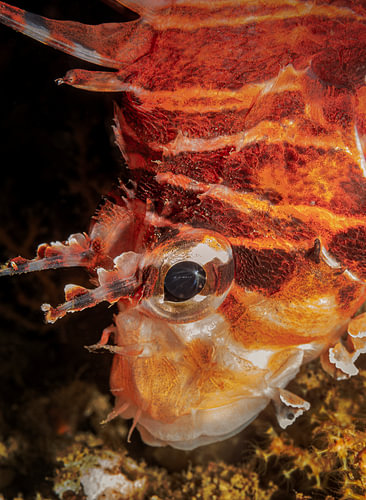 Pterois antennata