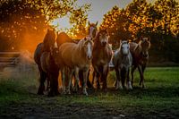 Waiting in the sunset