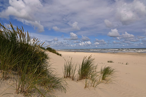 The dunes of Ameland – summer nature photography