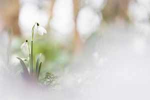  Die schönen Schneeglöckchen