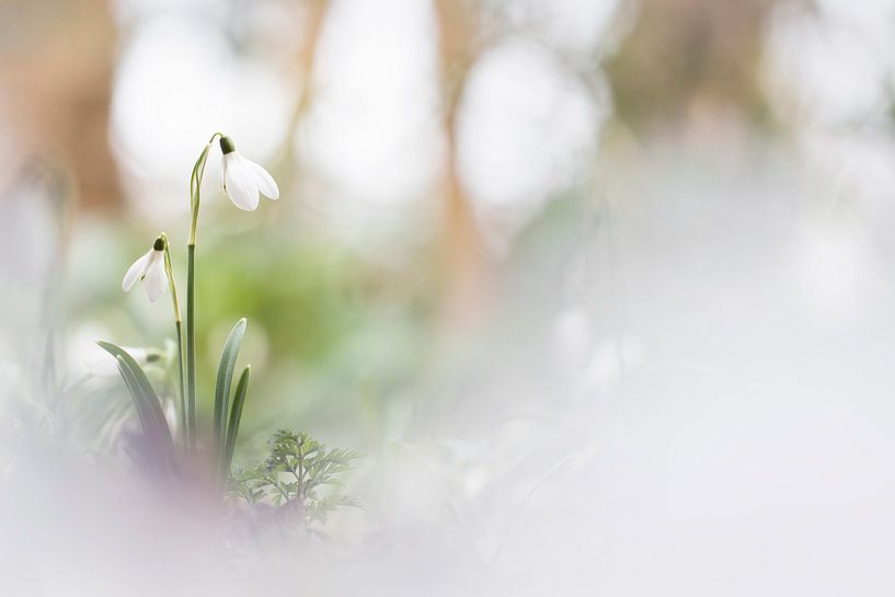 The beauteous snowdrops by Bob Daalder