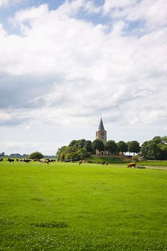 Friesland weide vee kerk