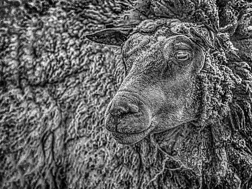 Close-up portrait of a sheep in black and white