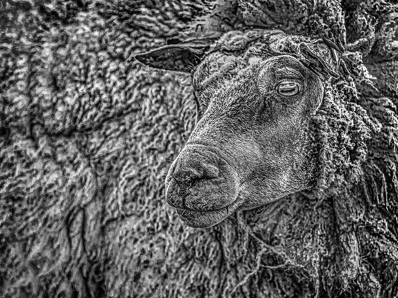 Nahaufnahme eines Schafes in Schwarz-Weiß von Harrie Muis