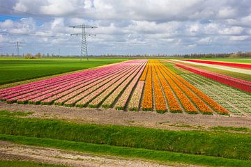 kleurenpalet van de bollenvelden in de lente van eric van der eijk