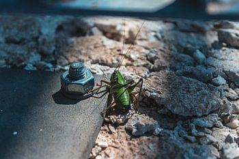 Grote krekel in een zonnenstraal