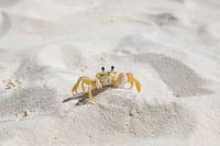 Gecamoufleerde krab op het zand