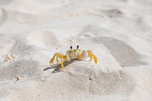 Gecamoufleerde krab op het zand