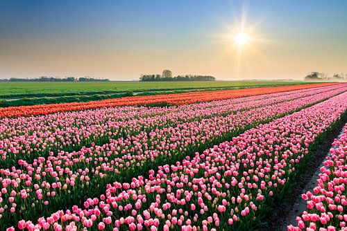 Roze tulpen tijdens zonsondergang