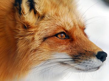 Red Fox, Alain Turgeon by 1x
