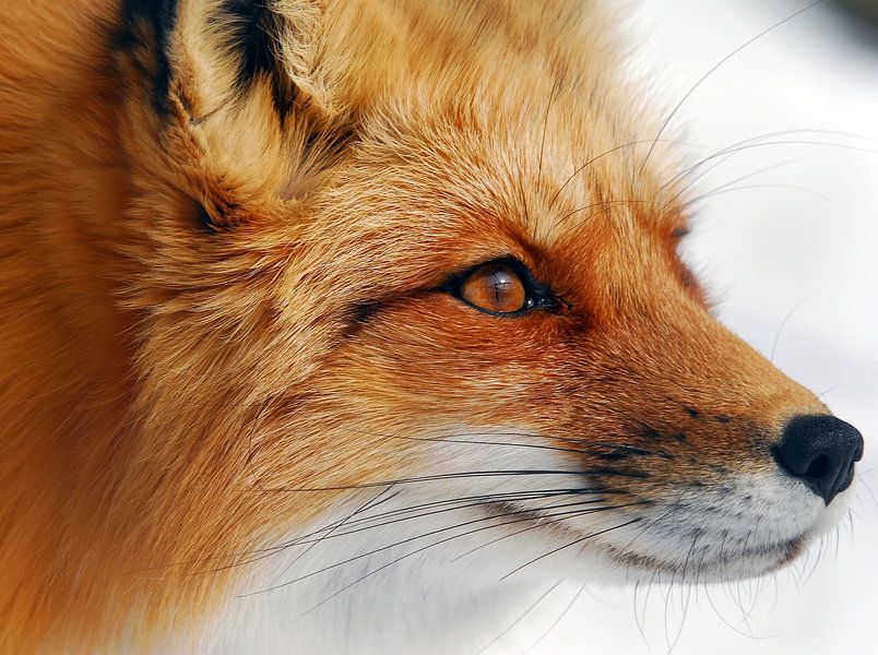 Red Fox by Alain Turgeon