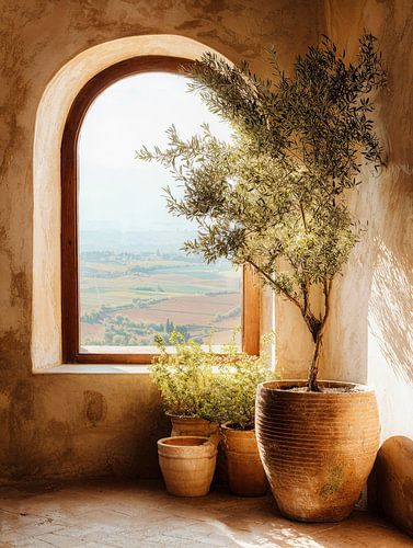 Olive tree near arched window in warm Mediterranean light
