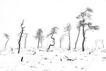 De skeletbomen van Noir Flohay van Etienne Hessels