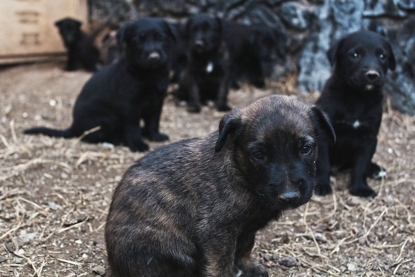 Paw patrol by Fabii Roelstraete