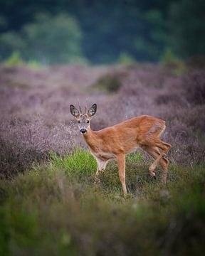 Ree op de heide van Tom Zwerver