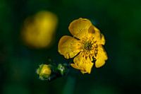 Buttercup