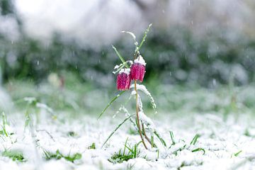 Snake's Head Fritillary covered in snow