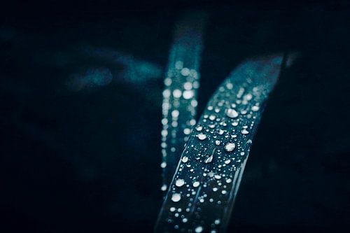 Gouttes de pluie sur les brins d'herbe