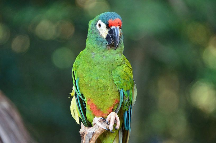 Papagei in Brasilien von Karel Frielink