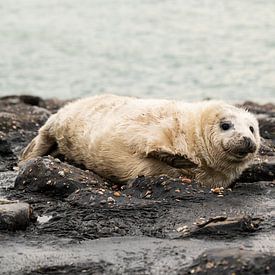 grijze zeehonden pup 3 van Annelies Cranendonk