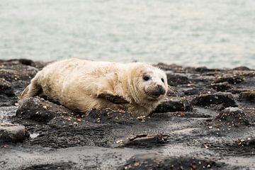 grijze zeehonden pup 3