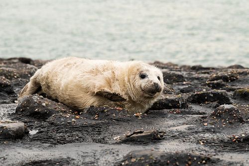 chiot phoque gris 3 sur Annelies Cranendonk