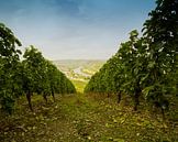 Wijngaarden in Sonneberg Duitsland de Moesel van noeky1980 photography thumbnail