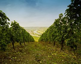 Vignobles à Sonneberg Allemagne la Moselle