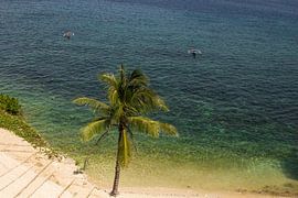 Plage tropicale avec un palmier et des bateaux de pêche à Anda, Bohol sur Sebastian Stef